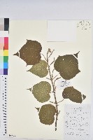 藏品(小果野桐)的圖片