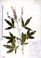 藏品(黃荊)的圖片