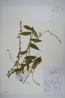 藏品(杏葉沙參)的圖片