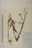 藏品(狗舌紫菀)的圖片