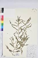 藏品(千根草)的圖片