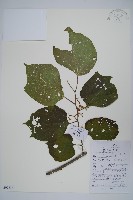 藏品(八角楓)的圖片