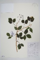 藏品(三葉五加、三加皮)的圖片