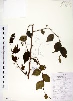 藏品(朴樹)的圖片