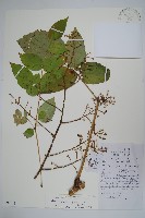 藏品(遼東蔥木)的圖片