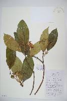 藏品(水紅木)的圖片