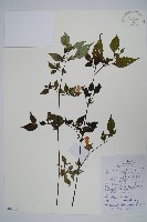 藏品(馬藍)的圖片