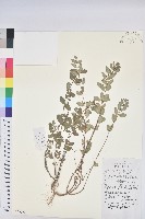 藏品(通奶草)的圖片