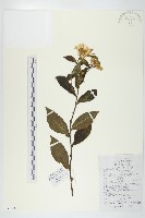 藏品(水朝陽花)的圖片