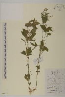 藏品(下田菊)的圖片