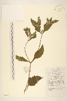 藏品(豨簽)的圖片