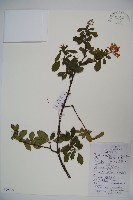 藏品(狹葉莢迷)的圖片