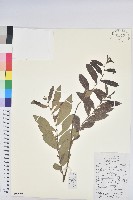 藏品(紅毛饅頭果)的圖片