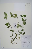 藏品(爵床、六角英)的圖片