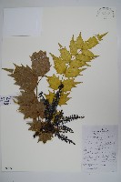 藏品(十大功勞)的圖片