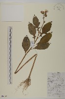 藏品(昭和草)的圖片