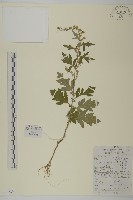 藏品(艾蒿)的圖片