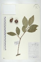 藏品(烏柿)的圖片