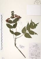 藏品(灰色木藍)的圖片