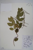 藏品(槓柳)的圖片