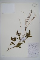 藏品(毛子草)的圖片