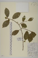 藏品(短梗南蛇藤)的圖片