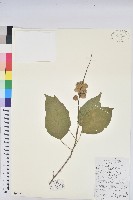 藏品(毛果巴豆)的圖片