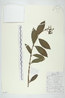 藏品(貴州四照花)的圖片