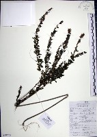 藏品(鐵掃帚、千里光)的圖片