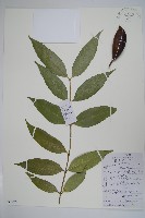 藏品(川山橙)的圖片