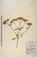 藏品(線紋香茶菜)的圖片