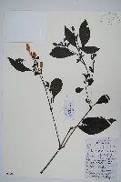 藏品(馬藍)的圖片