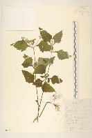 藏品(豨簽)的圖片