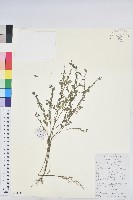 藏品(蜜甘草)的圖片