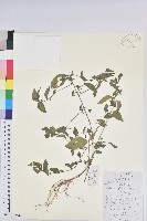 藏品(鐵莧菜)的圖片