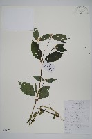 藏品(土牛膝)的圖片