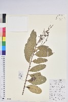 藏品(泡花樹)的圖片