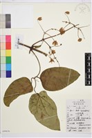 藏品(山木通)的圖片