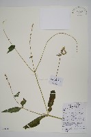 藏品(柳葉牛膝)的圖片