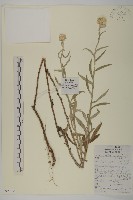 藏品(香青)的圖片