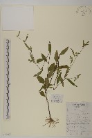 藏品(煙管草)的圖片