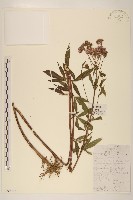 藏品(佩蘭)的圖片