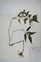 藏品(九頭獅子草)的圖片