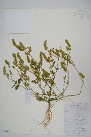 藏品(爵床、六角英)的圖片