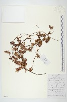 藏品(日本菟絲子)的圖片