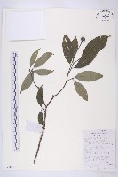 藏品(尖葉四照花)的圖片