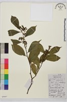 藏品(鈍齒鼠李)的圖片