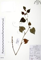 藏品(臭腥草、蕺菜)的圖片