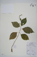 藏品(牛膝)的圖片