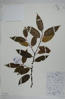 藏品(珊瑚冬青)的圖片